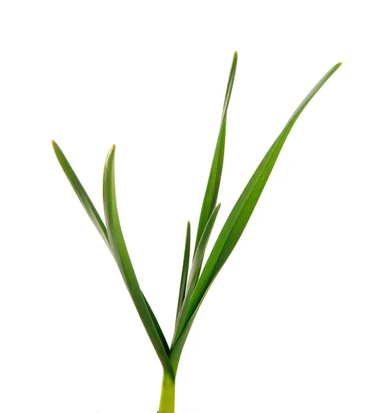 Daun bawang putih hijau pada latar belakang putih yang terisolasi. rumput hijau — Stok Foto