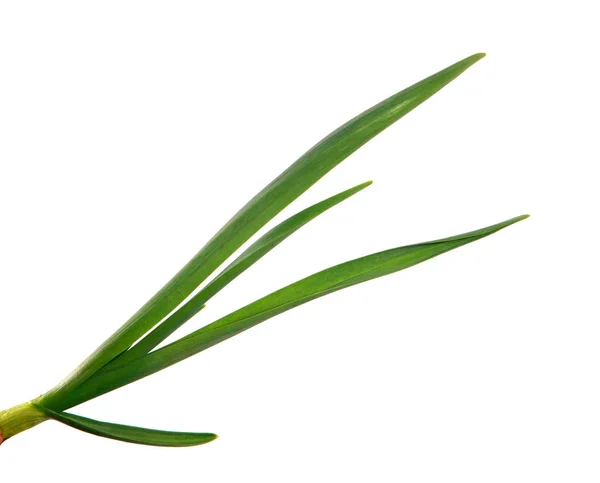 Groene knoflook bladeren op een geïsoleerde witte achtergrond. groen gras — Stockfoto