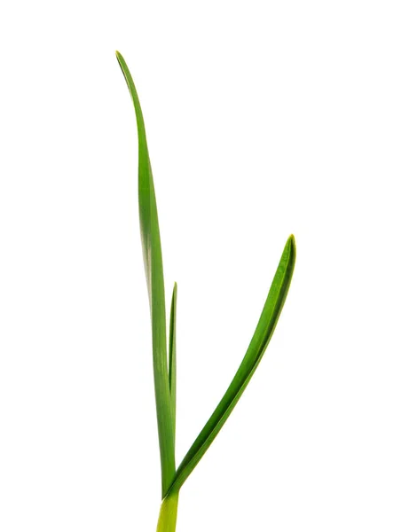 Зеленые листья чеснока на изолированном белом фоне. зеленая трава — стоковое фото