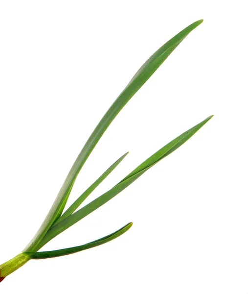 Zöld fokhagyma hagy egy elszigetelt fehér háttér. zöld fű — Stock Fotó