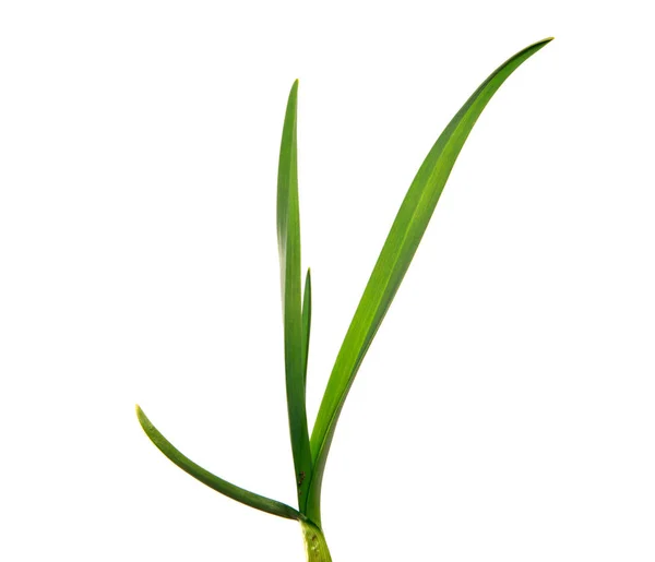 Grüne Knoblauchblätter auf einem isolierten weißen Hintergrund. grünes Gras — Stockfoto