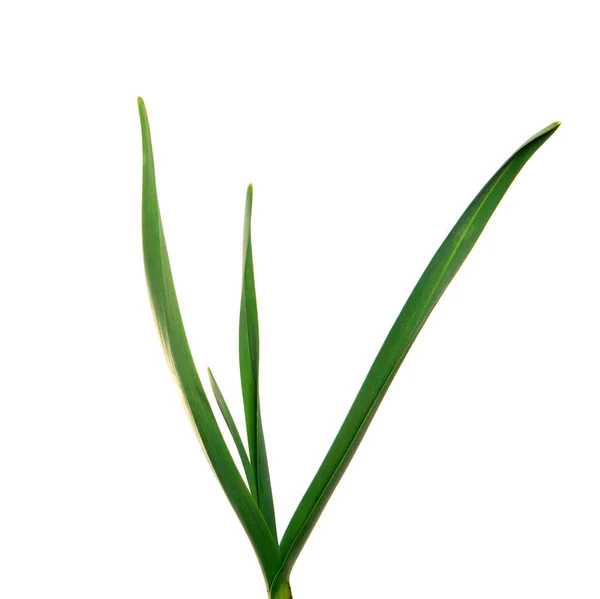Πράσινο σκόρδο φύλλα σε ένα απομονωμένο λευκό φόντο. πράσινο γρασίδι — Φωτογραφία Αρχείου