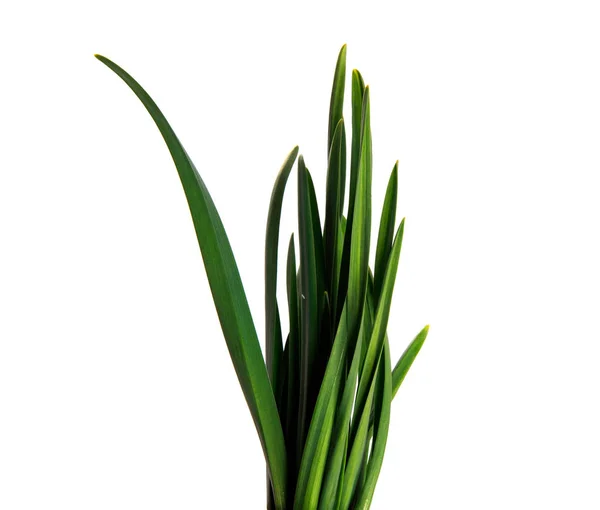 Großer Bund grüner Knoblauchblätter auf einem isolierten weißen Rücken — Stockfoto