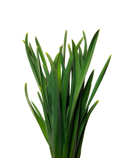 Large bunch of green leaves of garlic on an isolated white backg — Stock Photo, Image