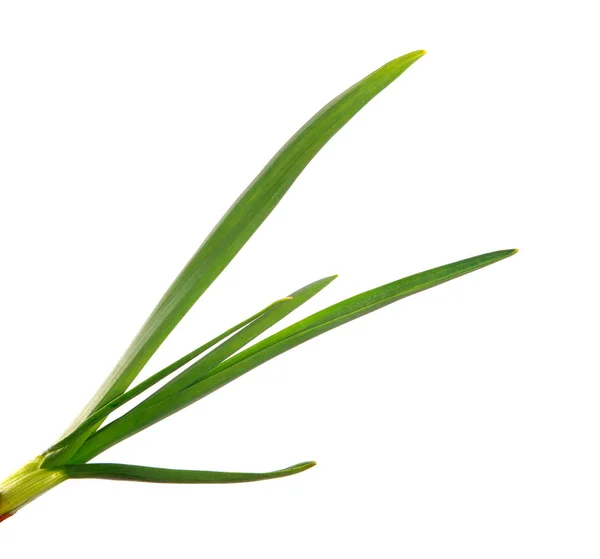 Green garlic leaves on an isolated white background. green grass — Stock Photo, Image