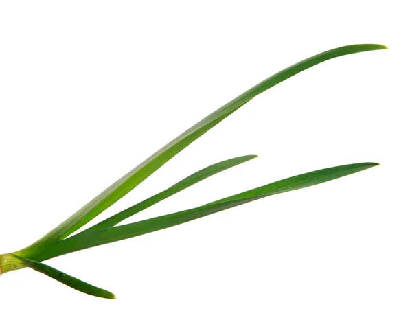 Green garlic leaves on an isolated white background. green grass — Stock Photo, Image