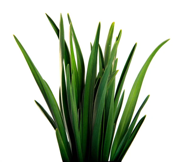 Large bunch of green leaves of garlic on an isolated white backg — Stock Photo, Image