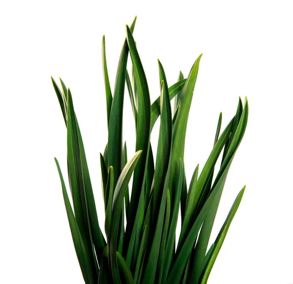 Large bunch of green leaves of garlic on an isolated white backg — Stock Photo, Image