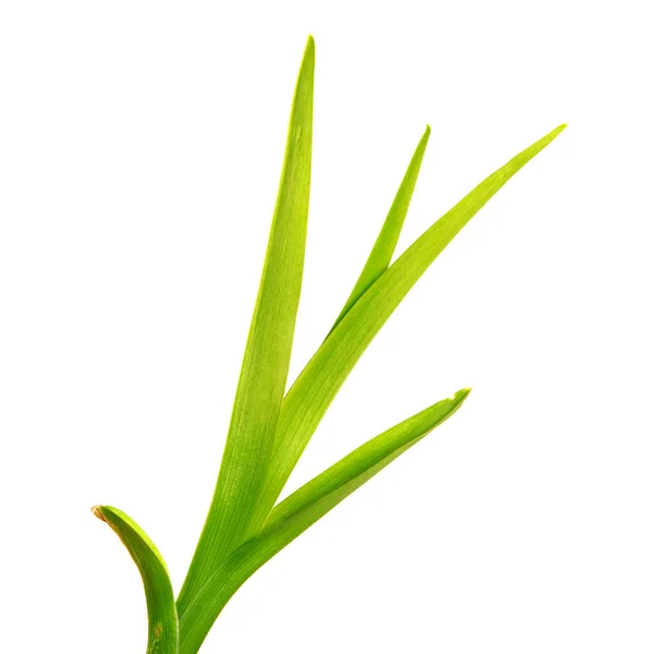 Bunch of green leaves of the daylily flower on an isolated white — Stock Photo, Image