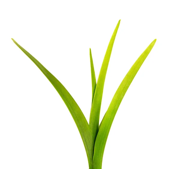 Bunch of green leaves of the daylily flower on an isolated white — Stock Photo, Image