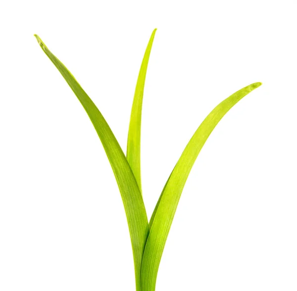 Bunch of green leaves of the daylily flower on an isolated white — Stock Photo, Image