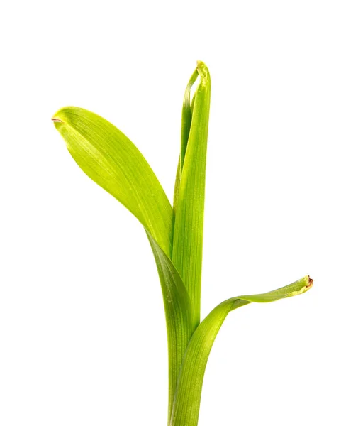 Bund grüner Blätter der Taglilie auf einem isolierten weißen — Stockfoto