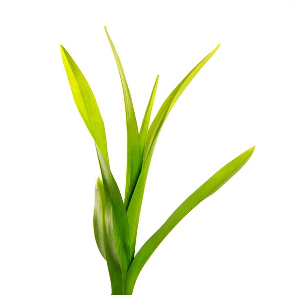 Ramo de hojas verdes de la flor del día en un blanco aislado —  Fotos de Stock