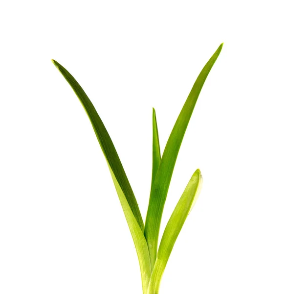 Bunch of green leaves of the daylily flower on an isolated white — Stock Photo, Image