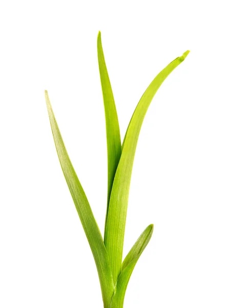 Ramo de hojas verdes de la flor del día en un blanco aislado —  Fotos de Stock