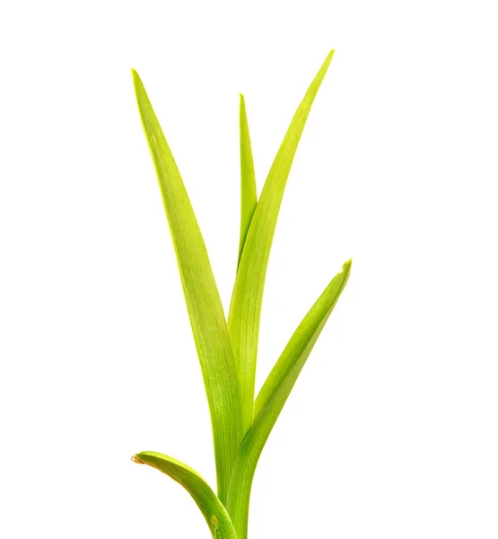 Bunch of green leaves of the daylily flower on an isolated white — Stock Photo, Image