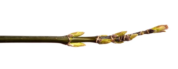 Maple tree branch with buds and young leaves on an isolated whit — Stock Photo, Image