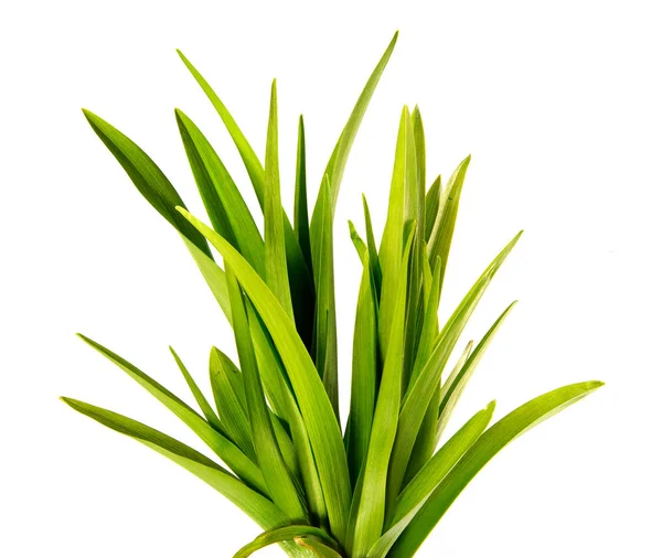Bund grüner Blätter der Taglilie auf einem isolierten weißen — Stockfoto