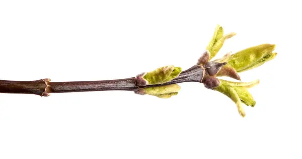 Branche d'érable avec bourgeons et jeunes feuilles sur un fouet isolé — Photo