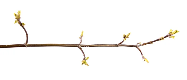 Maple δέντρο κλαδί με μπουμπούκια και μικρά φύλλα σε ένα απομονωμένο — Φωτογραφία Αρχείου