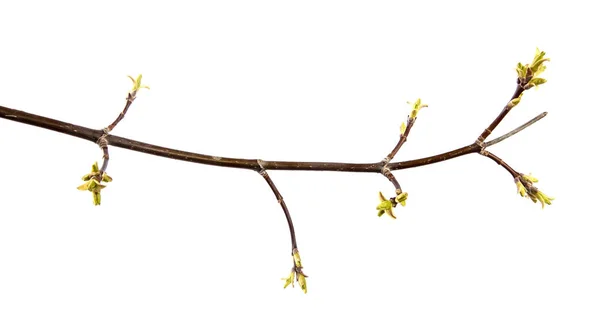 Ahornzweig mit Knospen und jungen Blättern an einem isolierten — Stockfoto