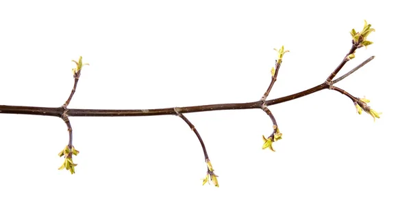Ветка кленового дерева с бутонами и молодыми листьями на изолированном белке — стоковое фото