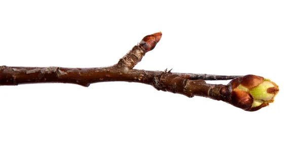 Ramo di pero albero da frutto con bocciolo su sfondo bianco isolato — Foto Stock