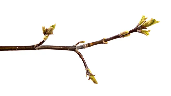 Branche d'érable avec bourgeons et jeunes feuilles sur un fouet isolé — Photo