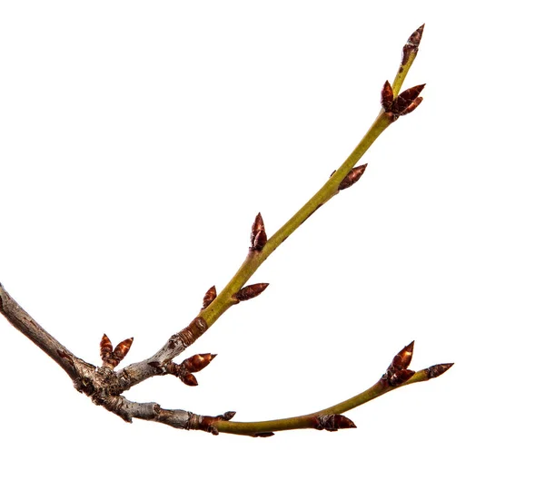 Zweig der Pflaume Obstbaum mit Knospe auf isoliertem weißen Hintergrund — Stockfoto