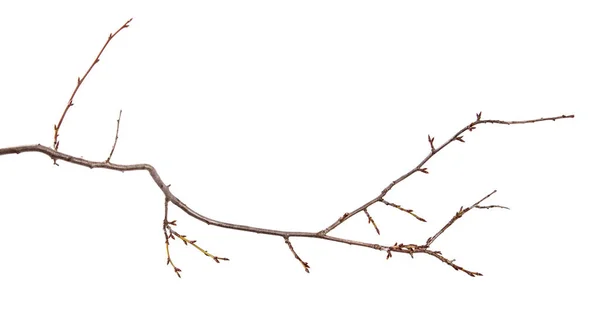 Szilva gyümölcsfa ága rügyrel elszigetelt fehér háttérben — Stock Fotó