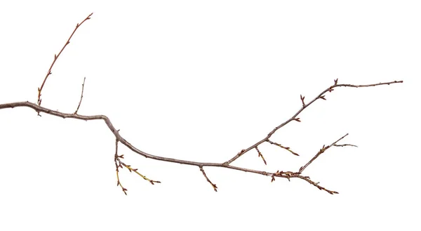 Zweig der Pflaume Obstbaum mit Knospe auf isoliertem weißen Hintergrund — Stockfoto