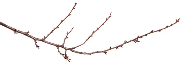 Gren av plommon fruktträd med knopp på isolerad vit bakgrund — Stockfoto