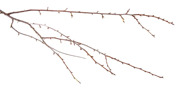 Ramo de árvore de frutas de ameixa com broto em fundo branco isolado — Fotografia de Stock