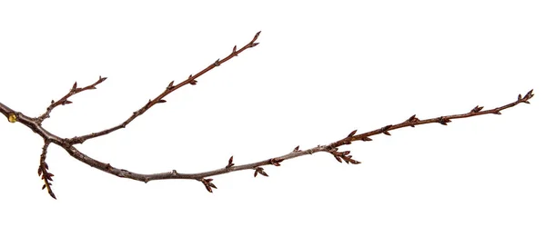 孤立した白い背景に芽を持つ梅果樹の枝 — ストック写真