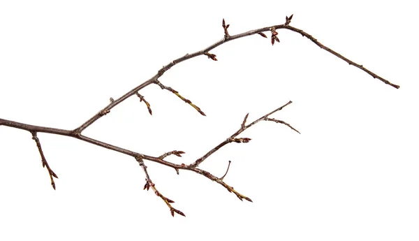 İzole beyaz arka plan üzerinde tomurcuk ile erik meyve ağacıNın Dalı