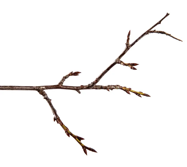 Tak van pruim fruit boom met knop op geïsoleerde witte achtergrond — Stockfoto