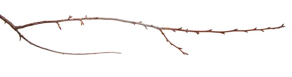 Tak van pruim fruit boom met knop op geïsoleerde witte achtergrond — Stockfoto