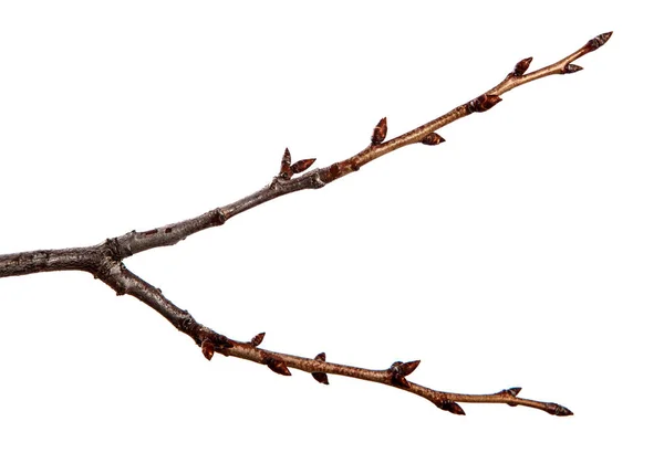 Větev ovocného stromu s pupen na izolovaném bílém pozadí — Stock fotografie