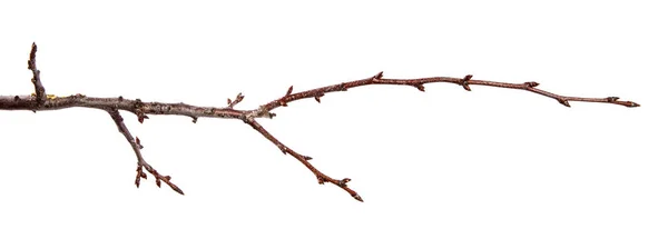 果树的枝与芽在孤立的白色背景 — 图库照片
