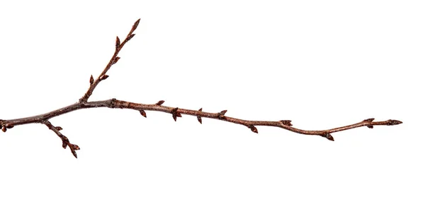 İzole beyaz arka plan üzerinde tomurcuk ile meyve ağacı Nın Dalı