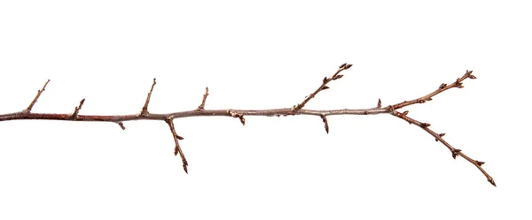 İzole beyaz arka plan üzerinde tomurcuk ile meyve ağacı Nın Dalı