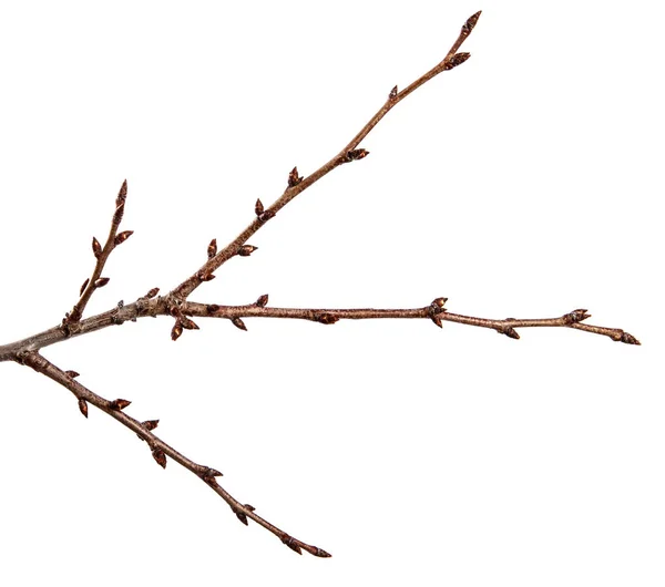 Zweig eines Obstbaums mit Knospe auf isoliertem weißen Hintergrund — Stockfoto