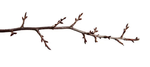 Ramo de árvore frutífera com broto em fundo branco isolado — Fotografia de Stock
