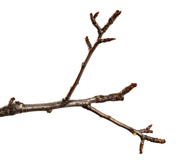 Branche de poirier fruitier avec bourgeon sur fond blanc isolé — Photo