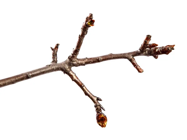 Гілка грушевого фруктового дерева з бутоном на ізольованому білому фоні — стокове фото