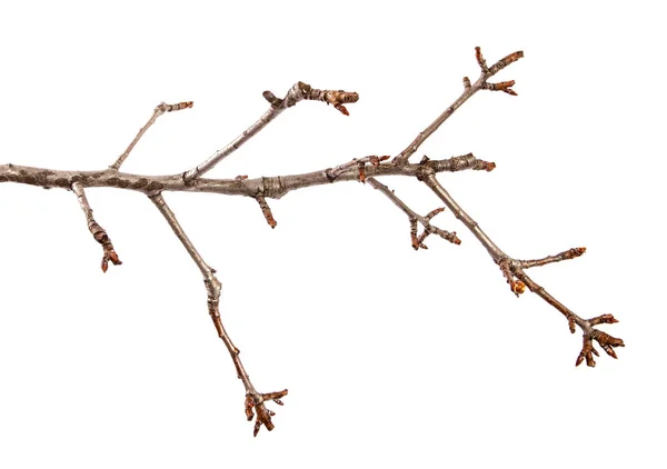 Izole beyaz arka plan üzerinde tomurcuk ile armut meyve ağacı Nın Dalı — Stok fotoğraf