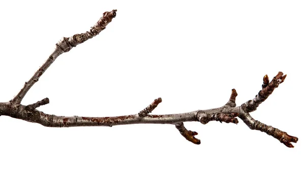 Branch of pear fruit tree with bud on isolated white background — Stock Photo, Image