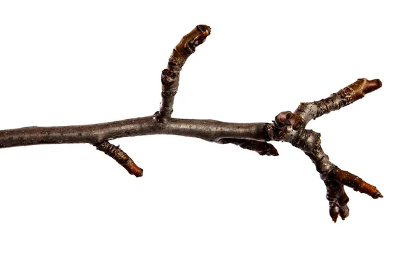 Ramo de árvore de fruto de pêra com broto em fundo branco isolado — Fotografia de Stock