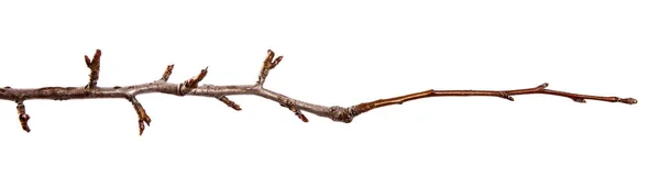 Rama de árbol de pera con brotes hinchados en un backgrou blanco aislado —  Fotos de Stock