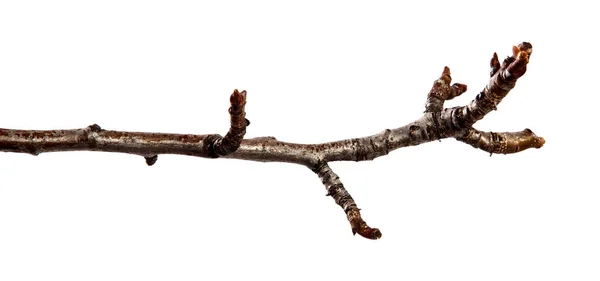 Ramo de árvore de pêra com botões inchados em um backgrou branco isolado — Fotografia de Stock
